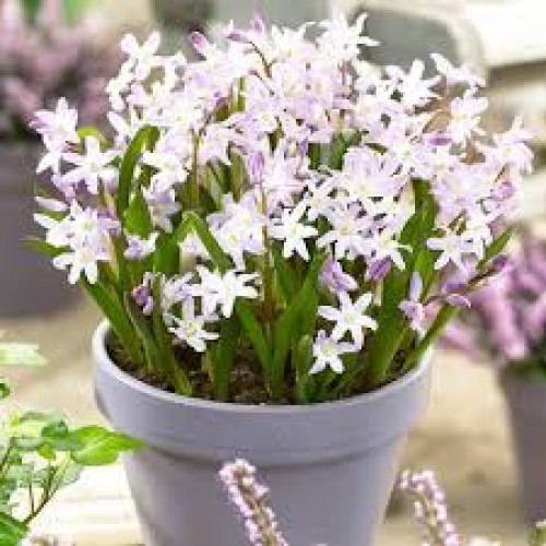 Chionodoxa forbesii rosea